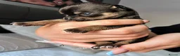 Chihuahua perros en venta: Chihuahua precio real - Anuncio 1