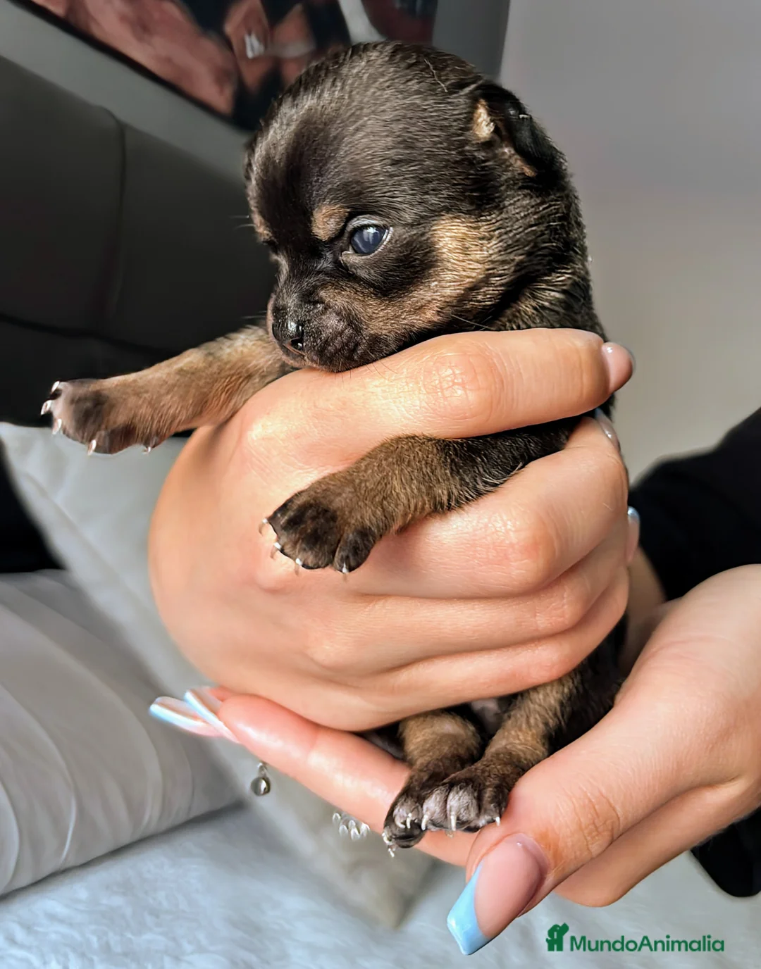 Chihuahua perros en venta: Chihuahua precio real - Anuncio 1