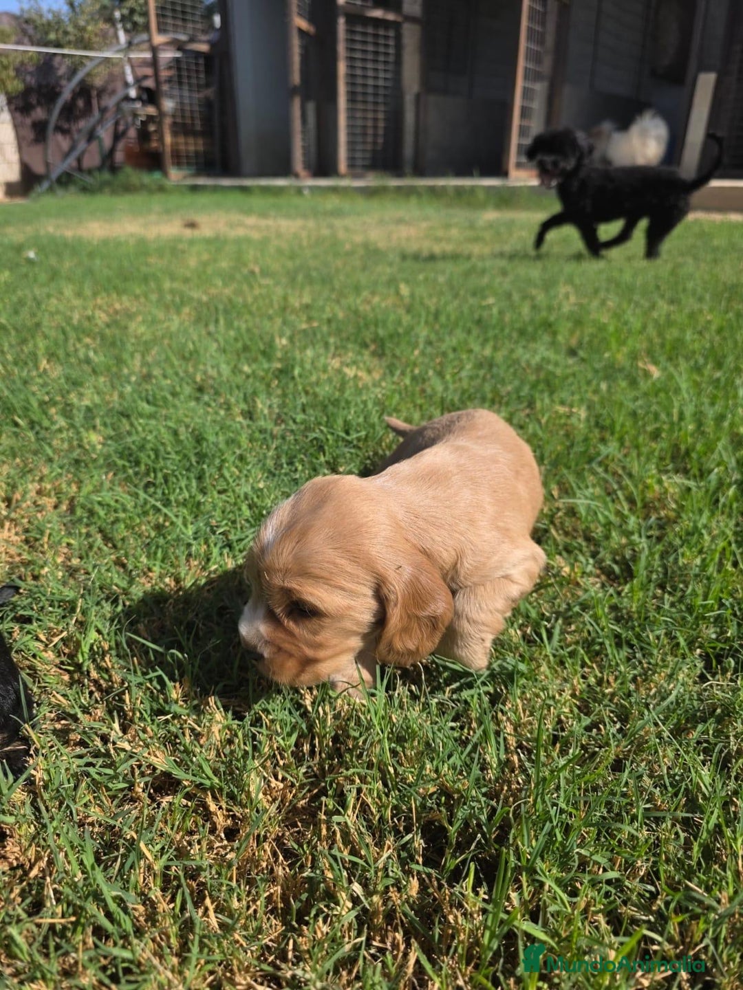 Cocker Spaniel Inglés perros en venta: COCKER SPANIEL INGLES - Imagen 7
