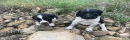Épagneul Breton perros en venta: Epagneul breton - Anuncio 14