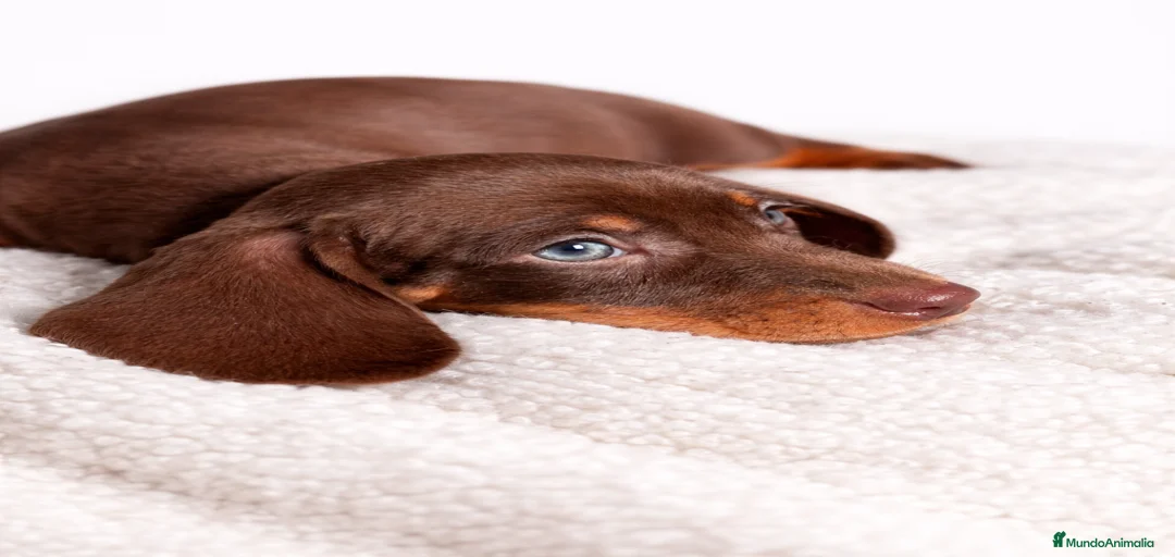 Imagen de galería {{count}}