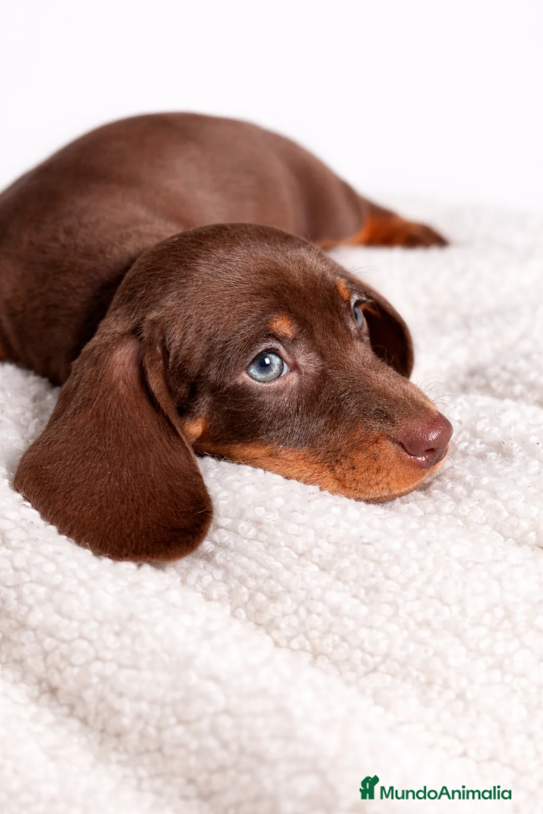 Imagen de galería {{count}}