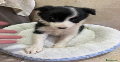 Border Collie perros Border collie  - Anuncio 1