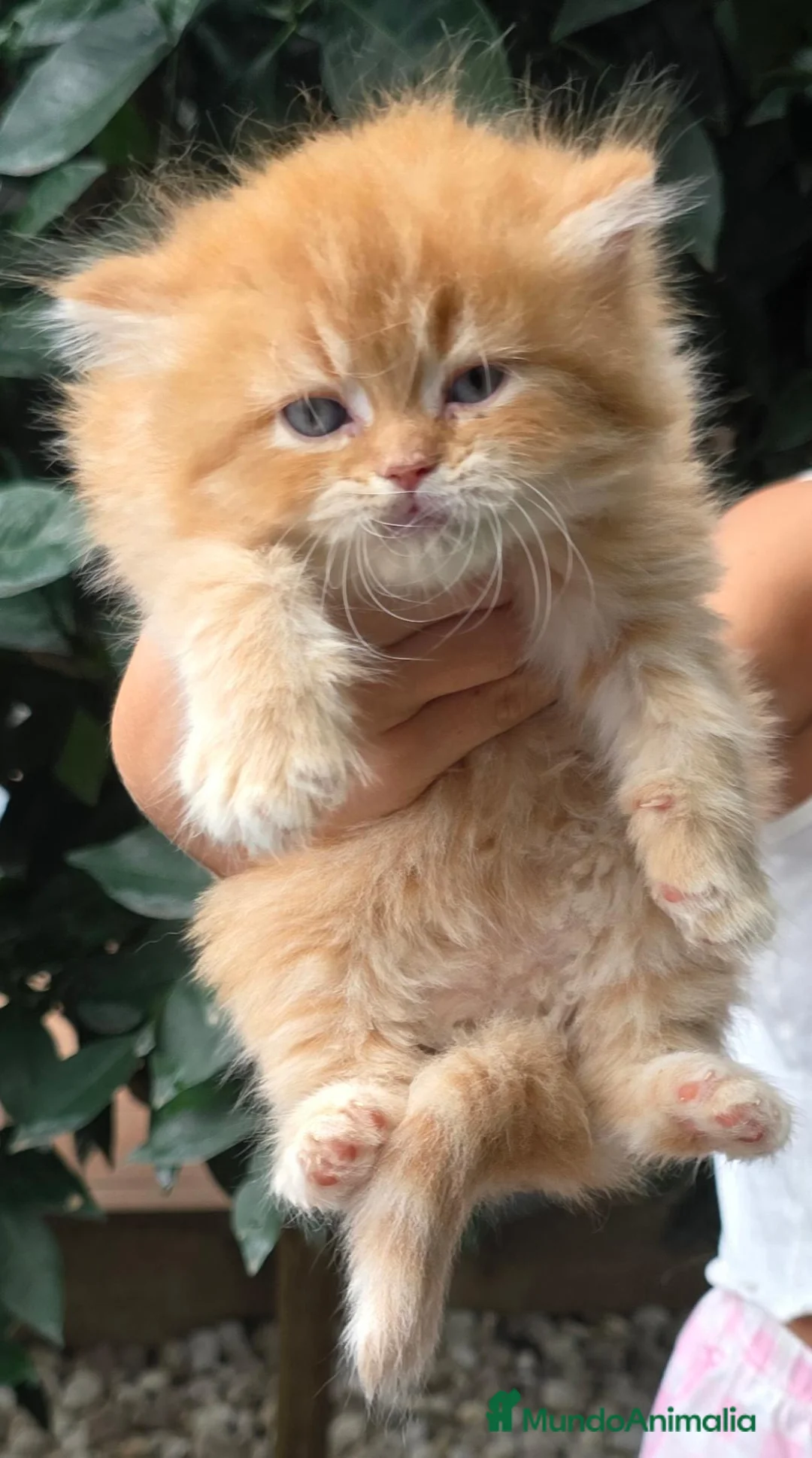 Británico de Pelo Corto gatos en venta: Gatcot.com - Anuncio 2