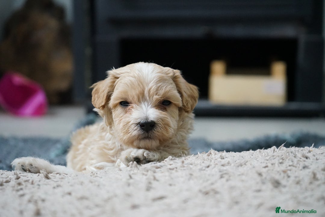 Maltipoo perros en venta: 🐾 Kepy & Harry – Maltipoo crema suave 🌾✨ - Anuncio 5