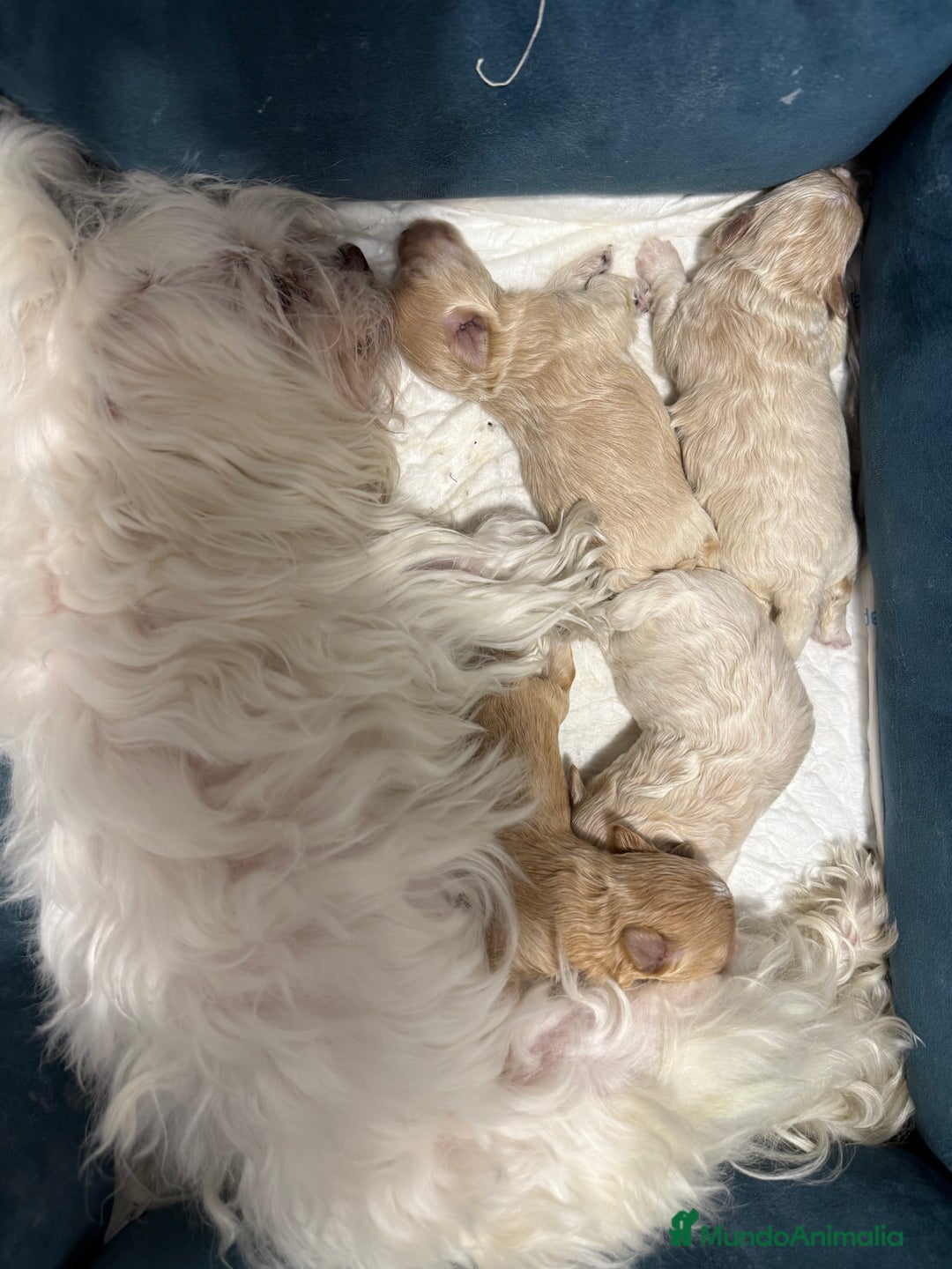 Maltipoo perros en venta: Maltipoo hembra  - Imagen 6