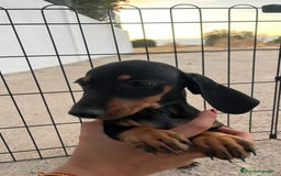 Teckel Miniatura perros en venta: Teckel miniatura  - Imagen 2