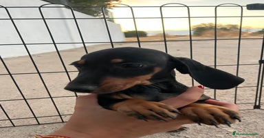 Teckel Miniatura perros - Anuncio 9