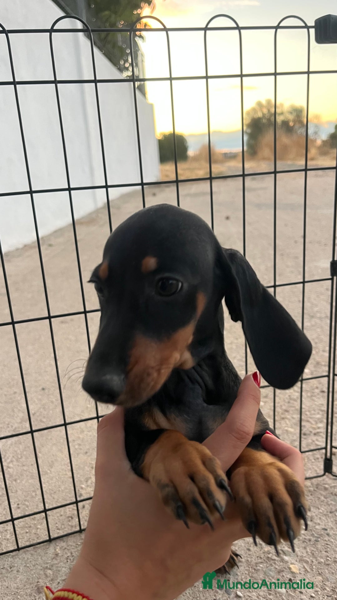 Teckel Miniatura perros en venta: Teckel miniatura  - Imagen 2