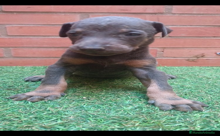 Dobermann perros - Propaganda 1