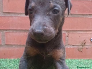 Dobermann perros - Anuncio 4