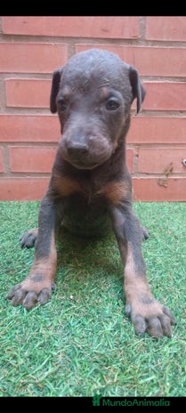 Dobermann perros - Anuncio 2