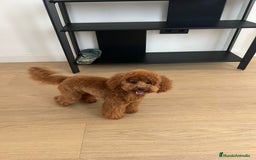Caniche Toy perros en venta: Recién nacidos Caniche Toy rojos - Imagen 5