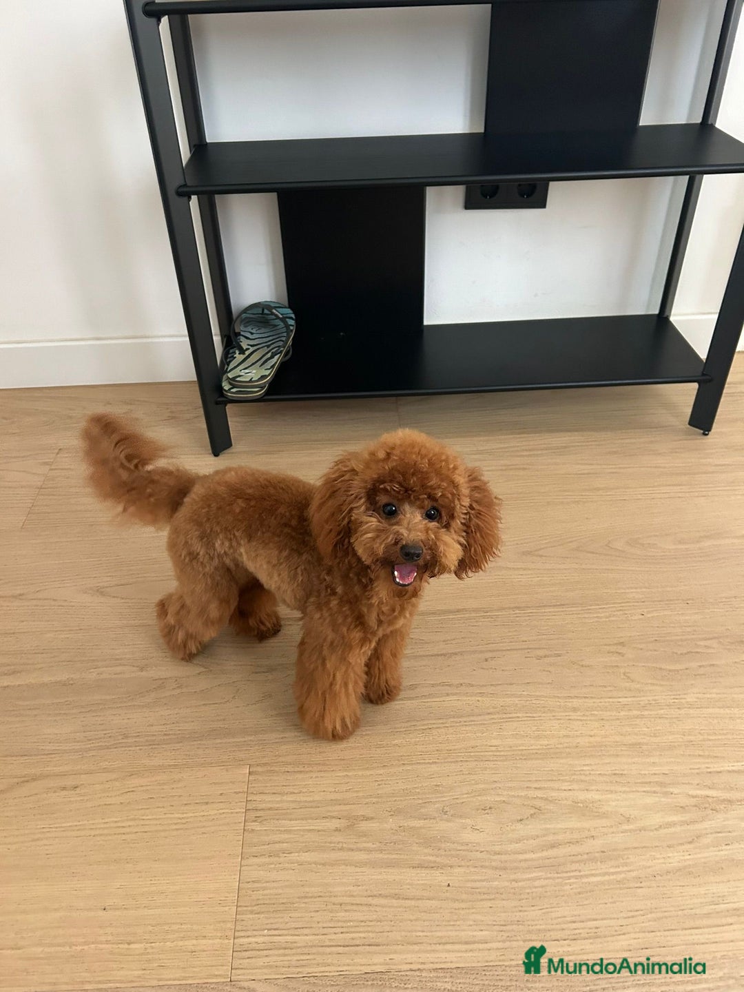 Caniche Toy perros en venta: Recién nacidos Caniche Toy rojos - Imagen 5