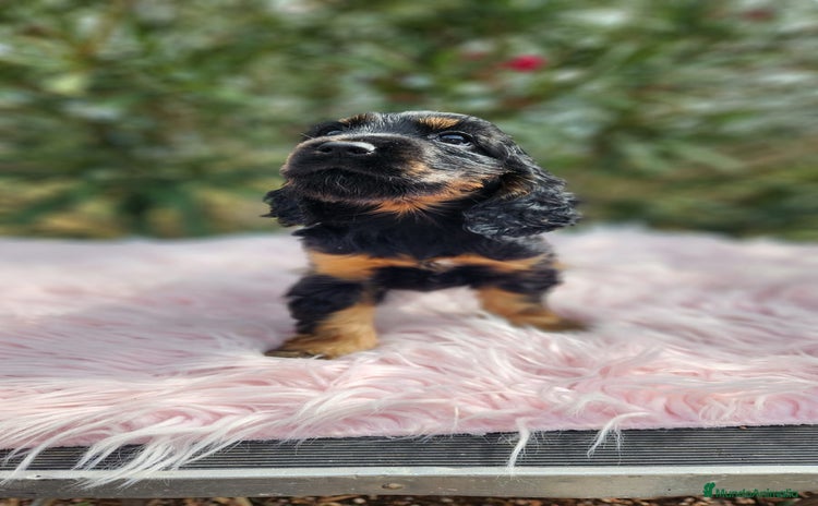 Cocker Spaniel Inglés perros - Anuncio 15