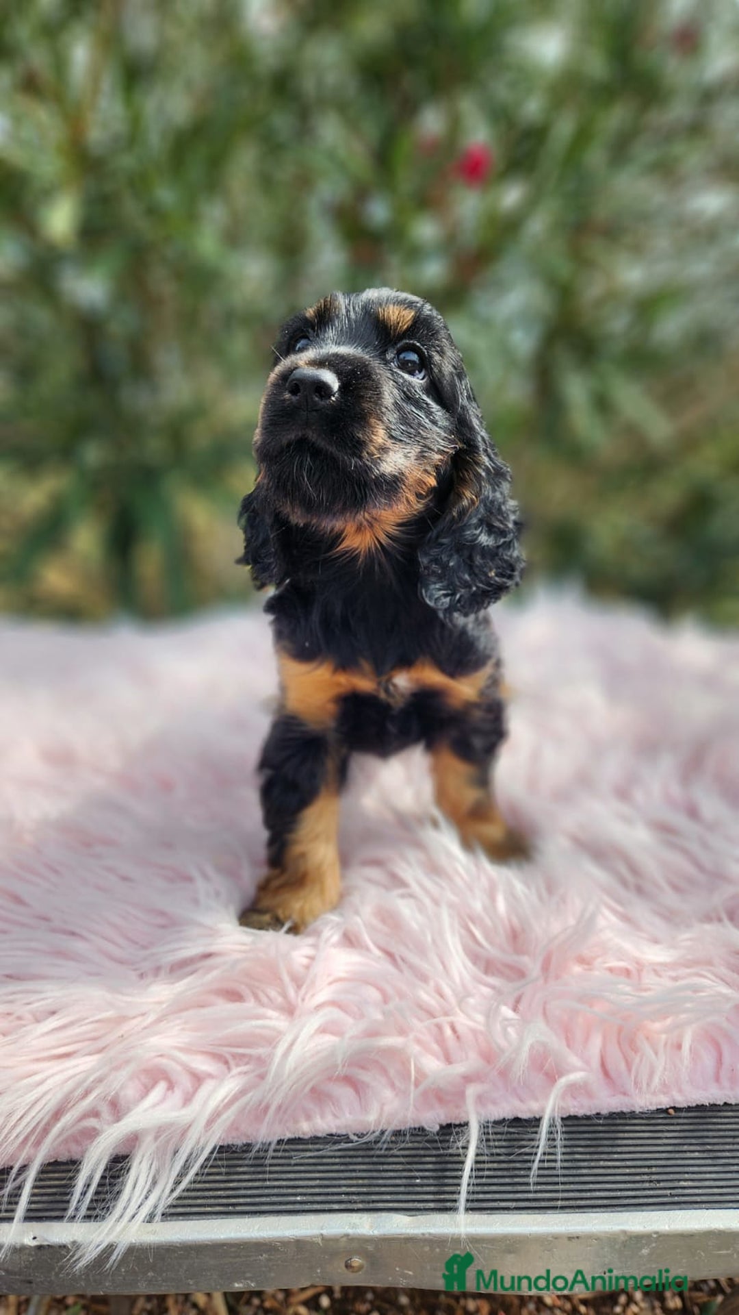 Cocker Spaniel Inglés perros en venta: Cocker black  and tan  - Imagen 1