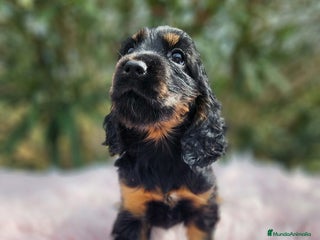 Cocker Spaniel Inglés perros - Anuncio 12