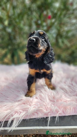 Cocker Spaniel Inglés perros - Anuncio 3