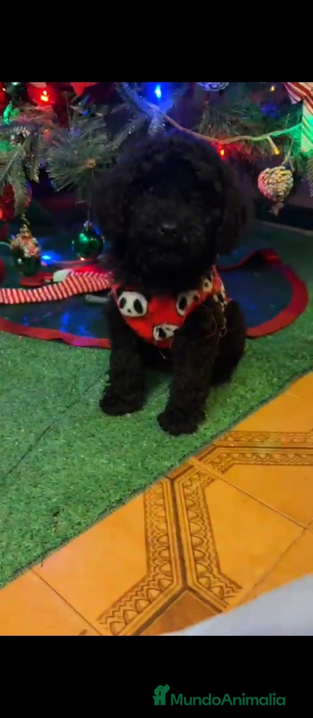 Caniche Toy perros en venta: 2 últimas hembras de caniche toy  - Anuncio 4