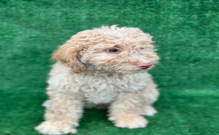 Perro de Agua Español perros en Madrid - Anuncio 5