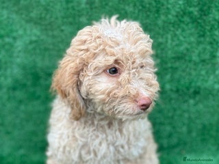 Perro de Agua Español perros en Madrid - Anuncio 3