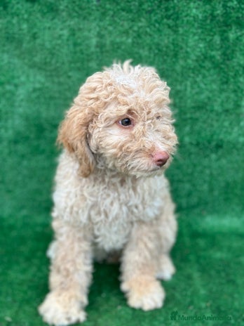 Perro de Agua Español perros en Madrid - Anuncio 5