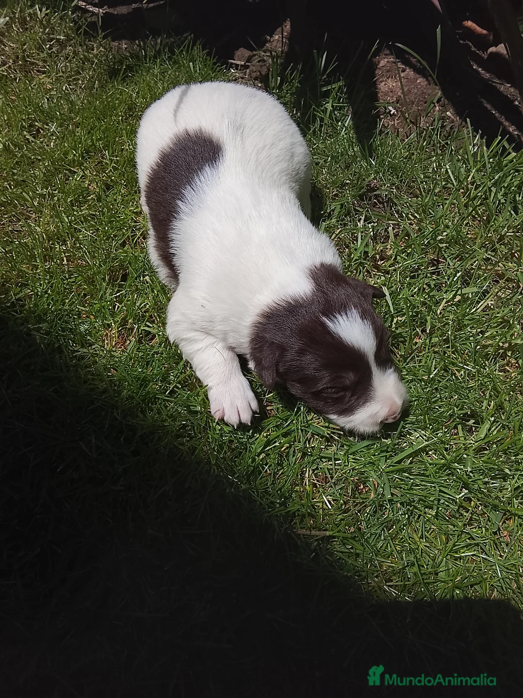 Border Collie perros en venta: Cachorros de border collie 6 - Anuncio 8