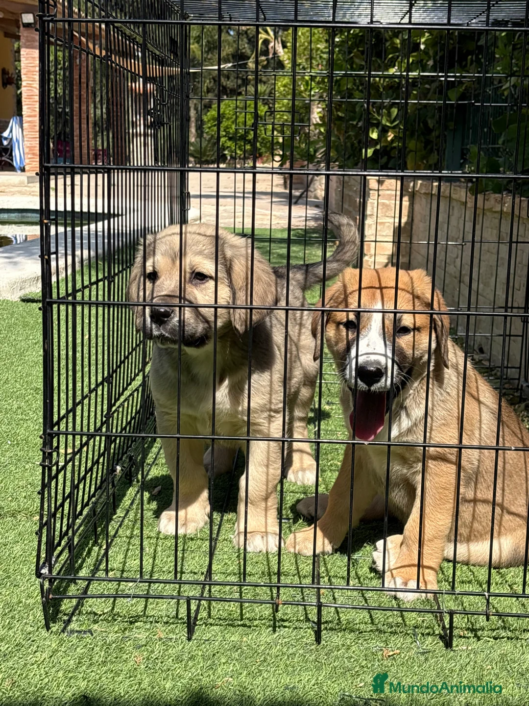 Pastor de Asia Central perros en venta: Cachorros Alabai  - Anuncio 2