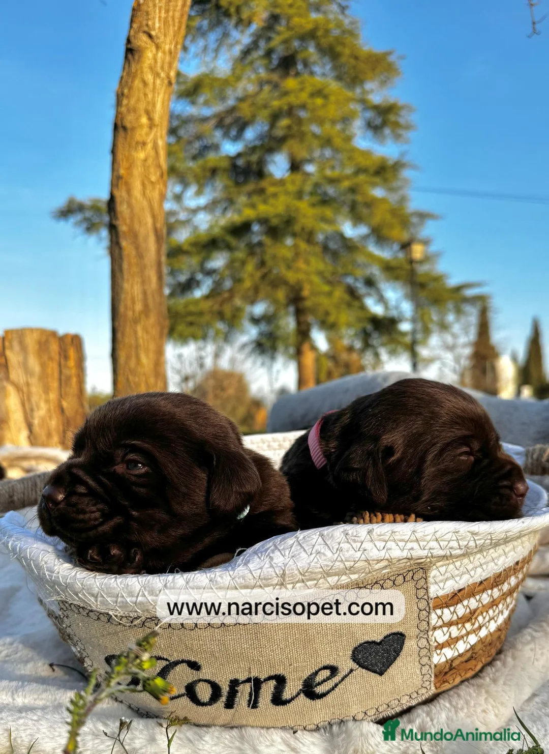 Labrador Retriever perros en venta: LABRADOR CHOCOLATE OJOS CLAROS en Asturias - Anuncio 4