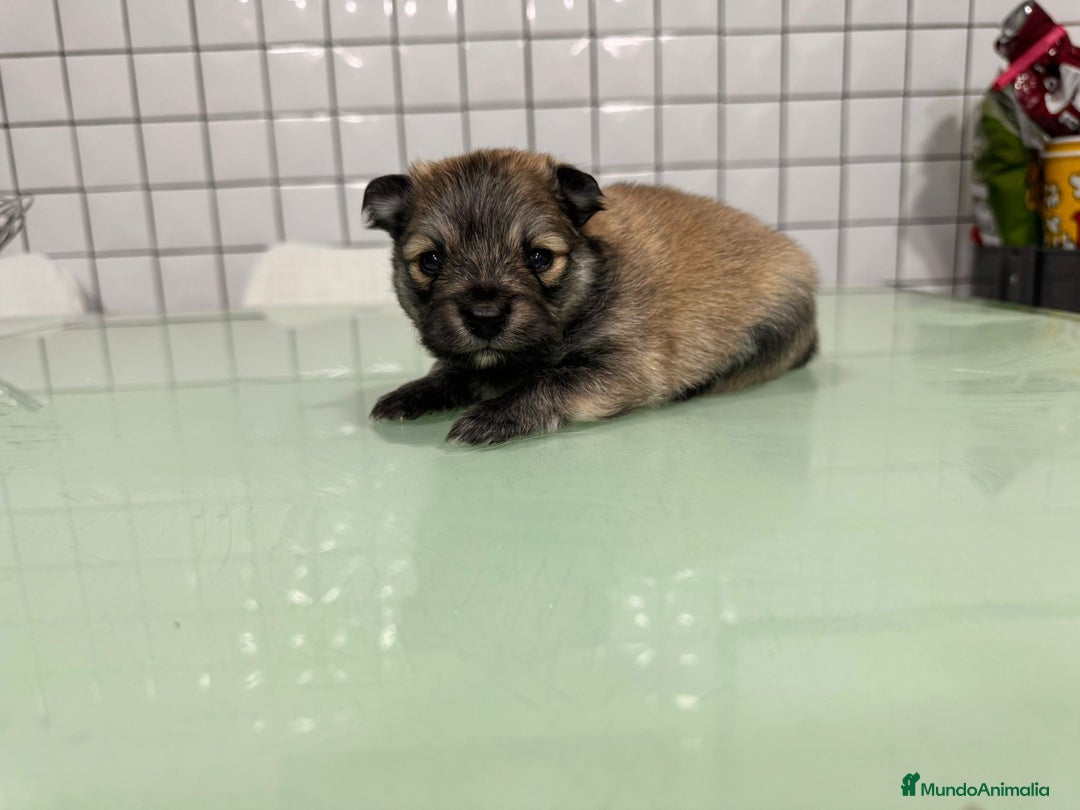 Pomerania perros en venta: Pomeranias toy desde 650€ varios colores  - Anuncio 20