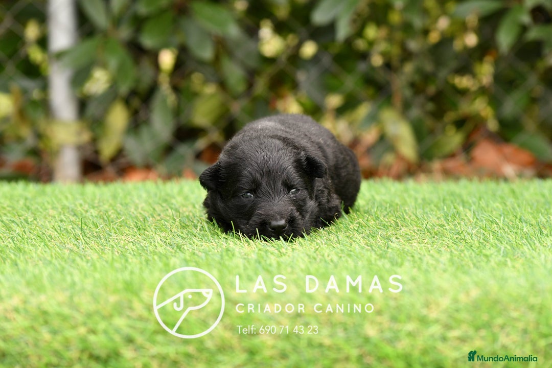 Pastor Alemán perros en venta: Pastor alemán pelo largo color negro disponibles. - Imagen 6