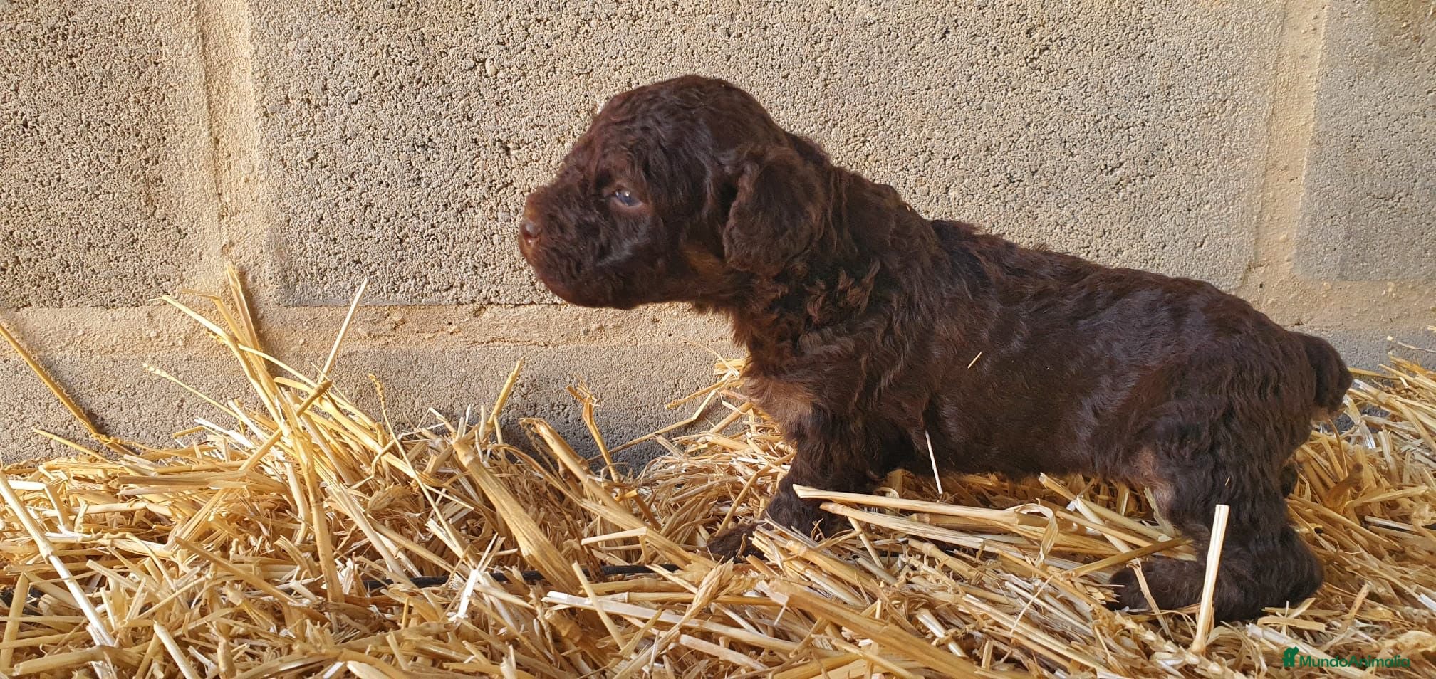 Perro de Agua Español perros Perro de agua de color chocolate macho  - Anuncio 18