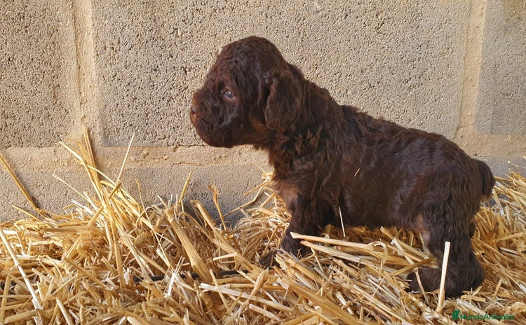Perro de Agua Español perros - Anuncio 1