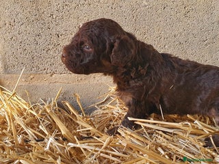 Perro de Agua Español perros - Anuncio 1