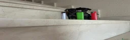 Pinscher Miniatura perros en venta: PINCHER MINIATURA - Anuncio 18