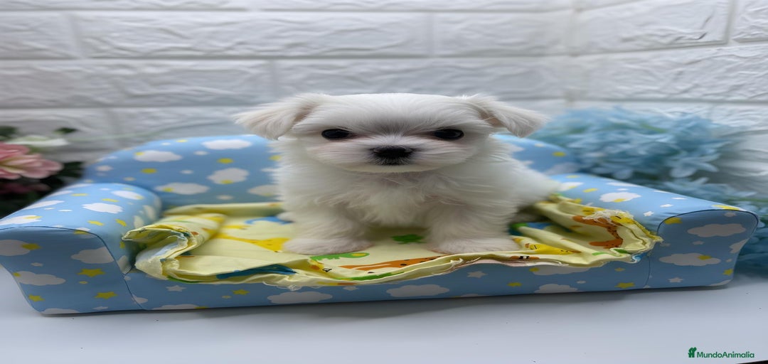 Imagen de galería {{count}}