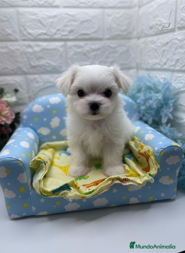 Imagen de galería {{count}}