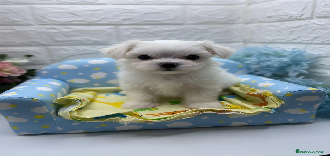 Imagen de galería {{count}}