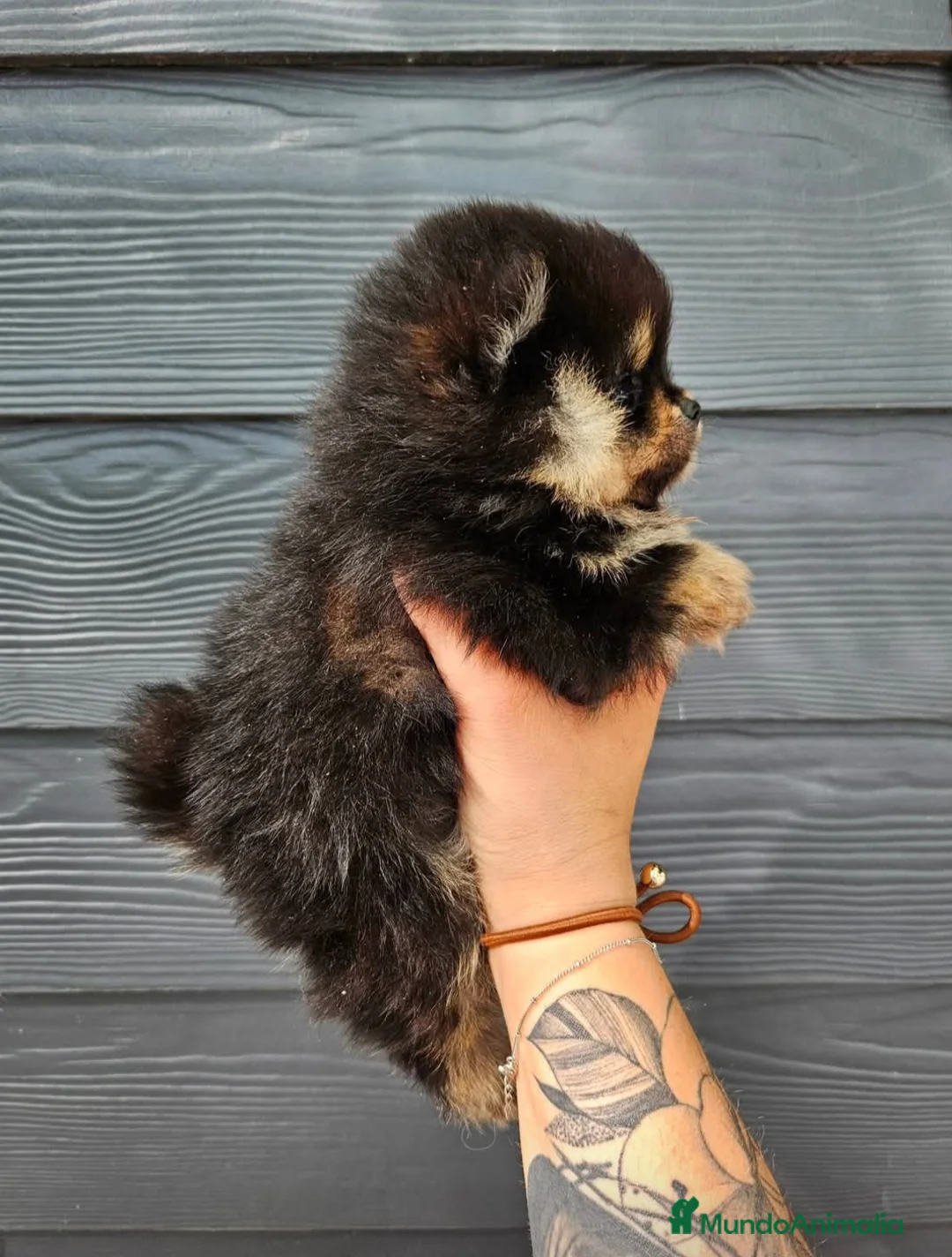 Pomerania perros en venta: ‼️POMERANIA AMERICANO TAMAÑO TOY  - Anuncio 4