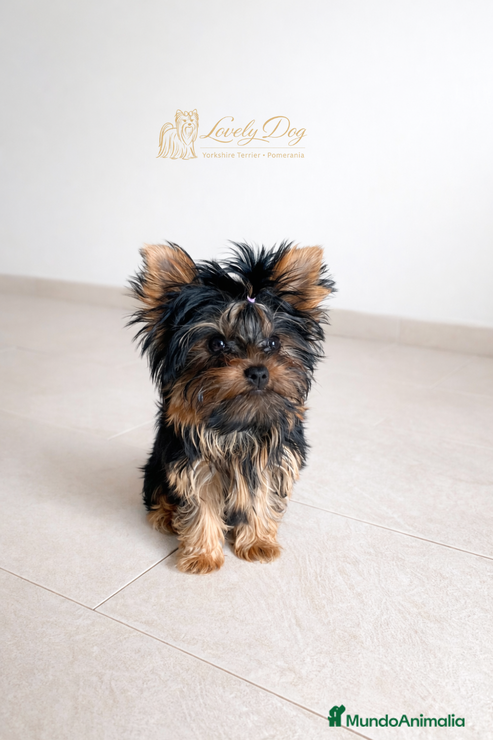 Yorkshire Terrier perros 🐶✨Cachorrita Yorkshire Terrier de 4 Meses ✨🐶 - Anuncio 1