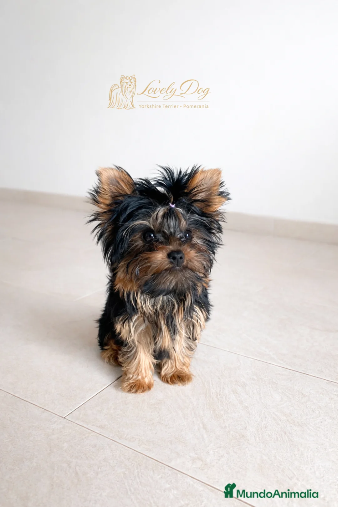 Yorkshire Terrier perros en venta: 🐶✨Cachorrita Yorkshire Terrier de 4 Meses ✨🐶 - Anuncio 1