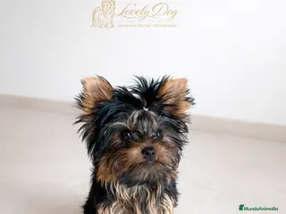Yorkshire Terrier perros 🐶✨Cachorrita Yorkshire Terrier de 4 Meses ✨🐶 - Anuncio 1