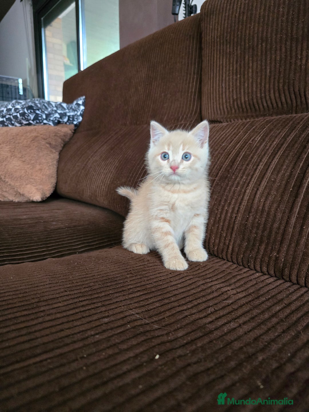 Británico de Pelo Corto gatos en venta: Gatcot.com - Imagen 3
