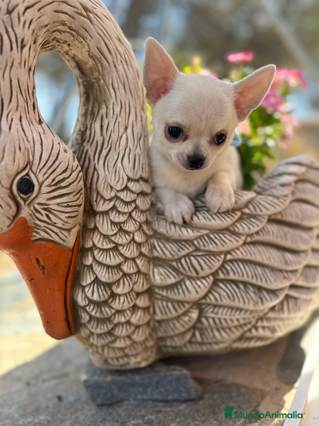 Chihuahua perros en venta: Chihuahua alta selección en chihuahua - Imagen 5