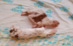 Pastor Australiano perros en venta: Espectacular camada de pastor Australiano. - Imagen 4