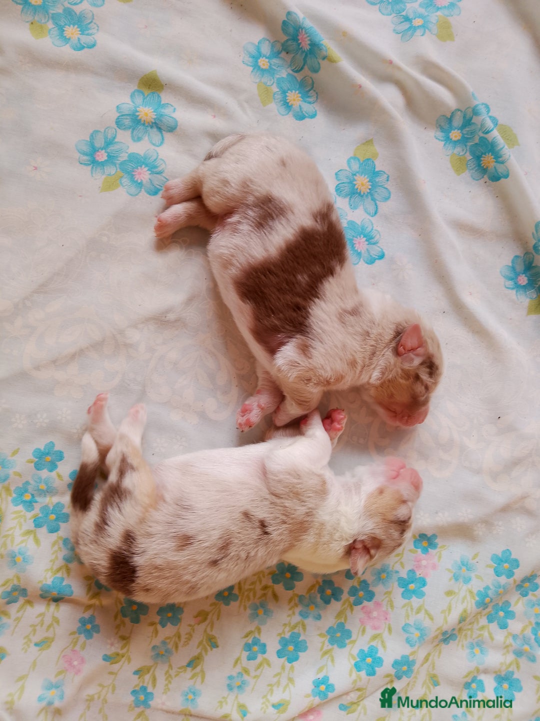 Pastor Australiano perros en venta: Espectacular camada de pastor Australiano. - Imagen 4