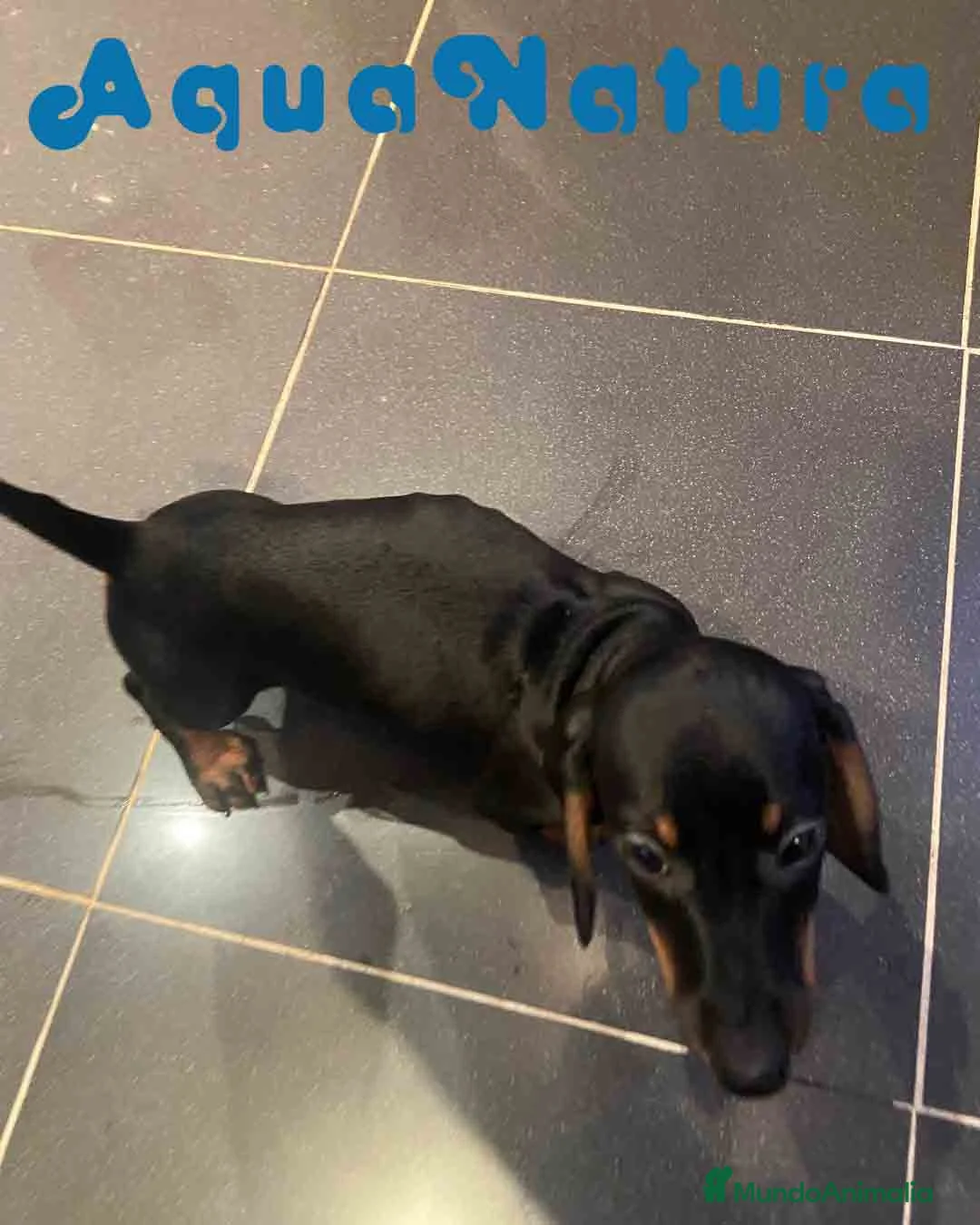 Teckel Miniatura perros en venta: Teckel Macho de Tria y Luisiño 2023 AQUANATURA - Anuncio 2