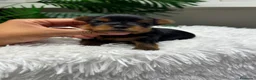 Yorkshire Terrier perros en venta: YORKSHIRE TERRIER - Anuncio 5