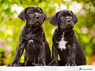 Cane Corso perros en Sevilla - Anuncio 2