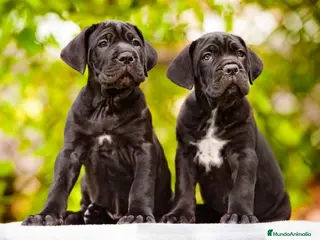 Cane Corso perros CANE CORSO EXCELENTE LINEA 631 67 03 85 en Sevilla - Anuncio 1